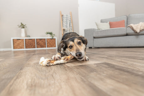 PHO_PRO_DOG_27126-9