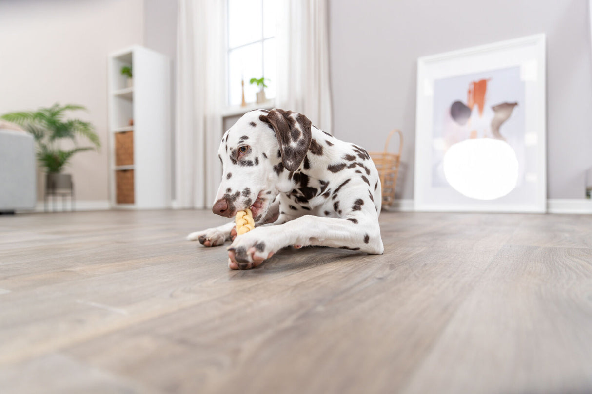 PHO_PRO_DOG_27153-1