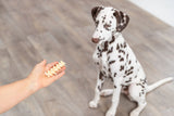 PHO_PRO_DOG_27153-4