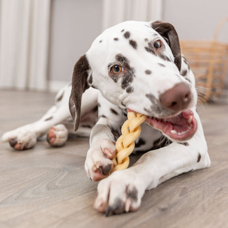 PHO_PRO_DOG_27153-6