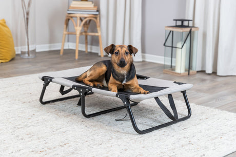 PHO_PRO_DOG_28211-1