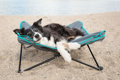 PHO_PRO_DOG_28215-28216-5