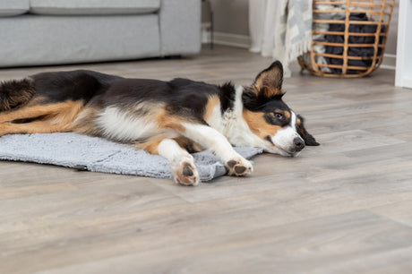 Hund mit schwarzem und braunem Fell liegt entspannt auf einer grauen Decke in einem Wohnzimmer.