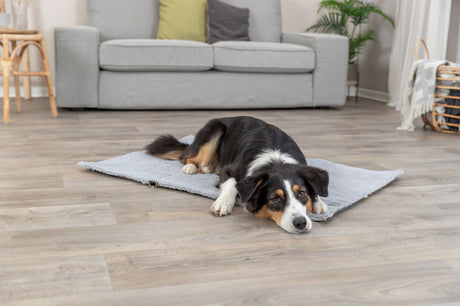 Hund liegt auf einer grauen Decke in einem Wohnzimmer mit Laminatboden.