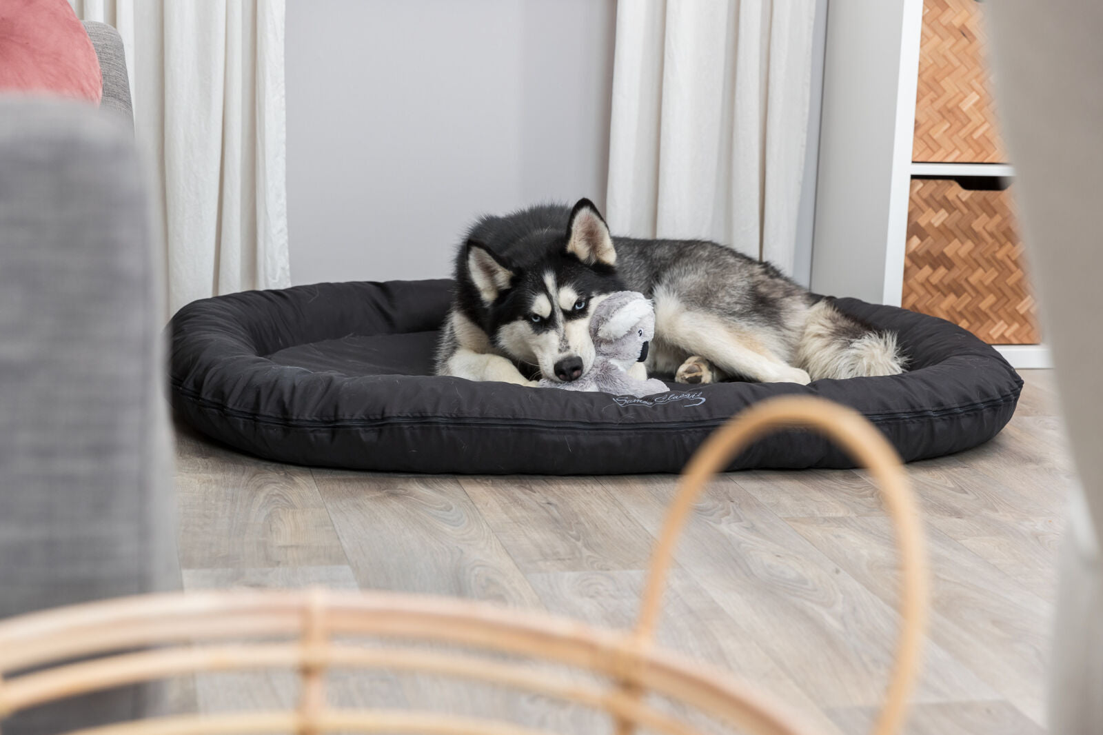 Hund mit schwarz-weißem Fell auf schwarzer Hundematte liegt, hält graues Stofftier, helle Holzböden, weiße Vorhänge.