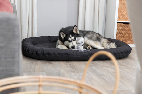 Hund mit schwarz-weißem Fell auf schwarzer Hundematte liegt, hält graues Stofftier, helle Holzböden, weiße Vorhänge.