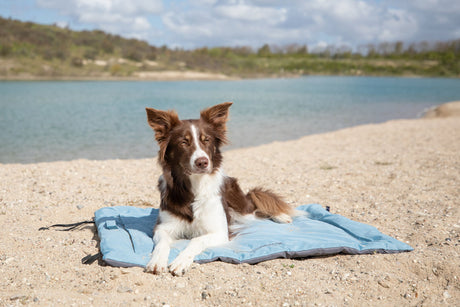 PHO_PRO_DOG_28265-28266-4