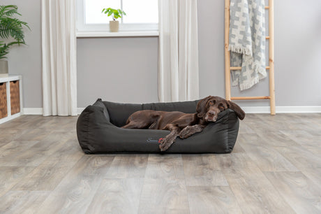 Ein brauner Hund liegt entspannt in einem schwarzen Hundebett in einem Zimmer mit grauen Wänden und Holzfußboden.