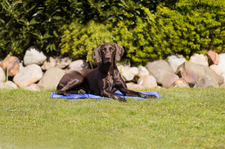 PHO_PRO_DOG_28686-1