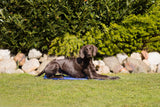 PHO_PRO_DOG_28686-2