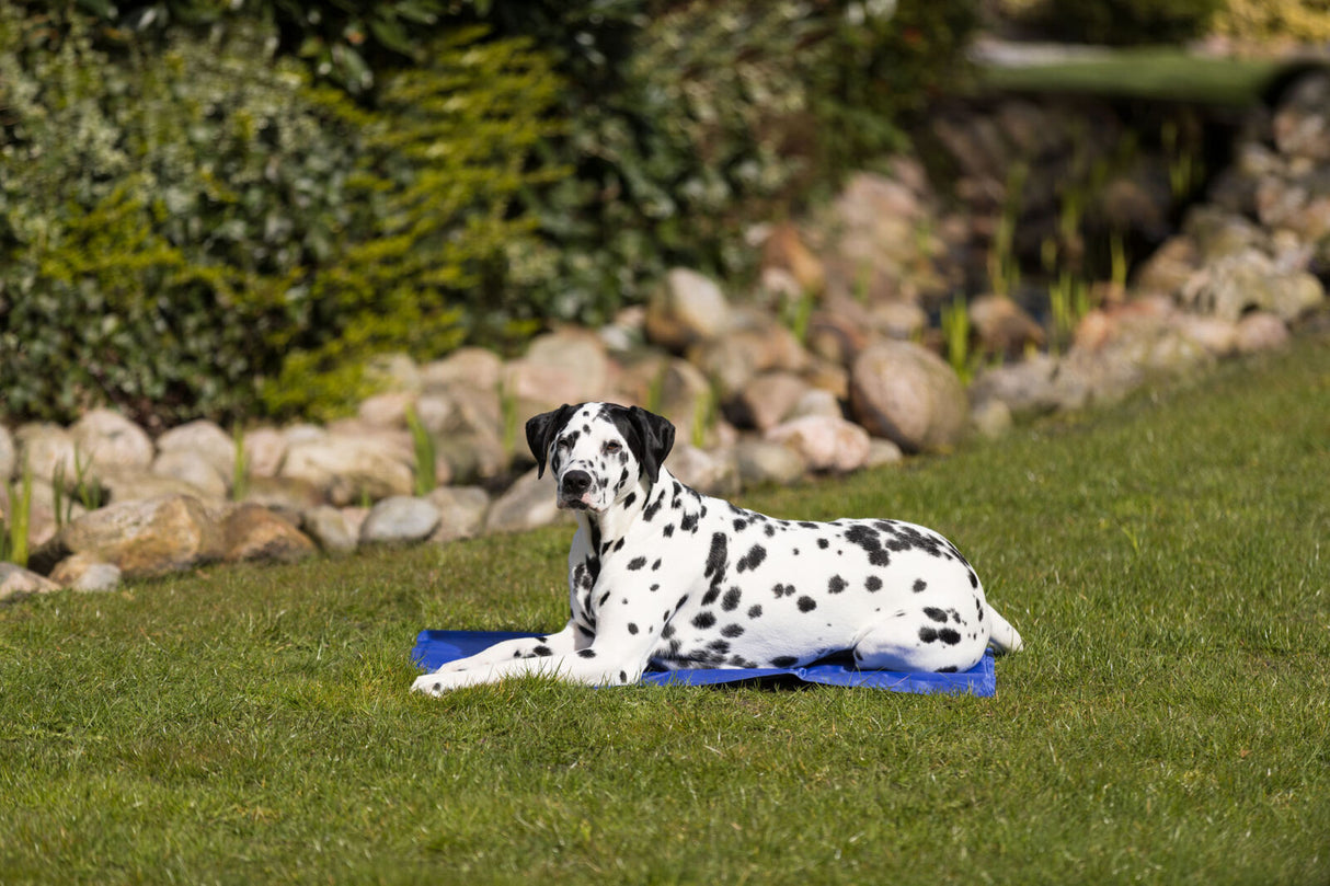 PHO_PRO_DOG_28686-3