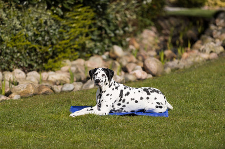PHO_PRO_DOG_28686-3