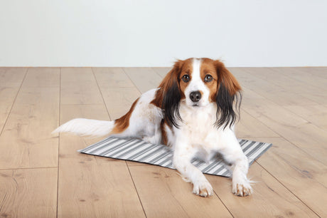 PHO_PRO_DOG_28773-28774-1