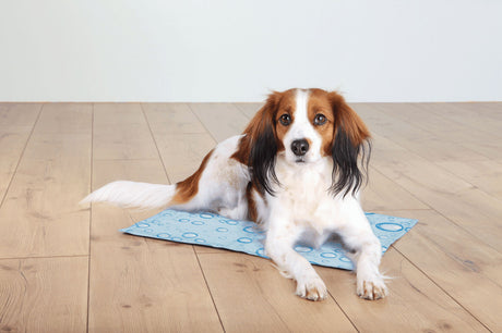 PHO_PRO_DOG_28776-28777-28778-28779-1