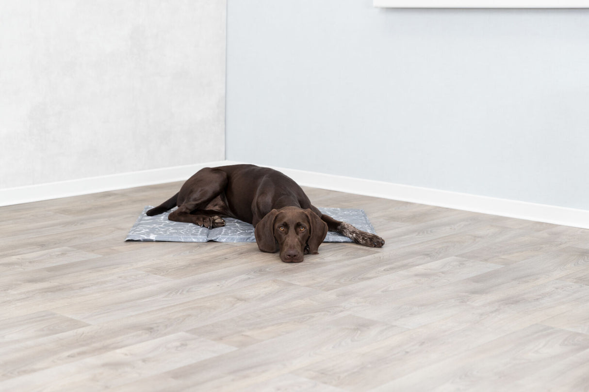 PHO_PRO_DOG_28787-2