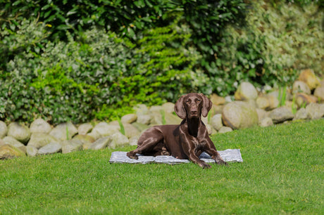 PHO_PRO_DOG_28787-5