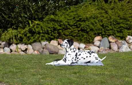 PHO_PRO_DOG_28787-6