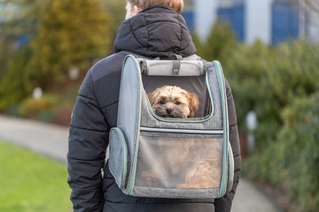 PHO_PRO_DOG_28823-2