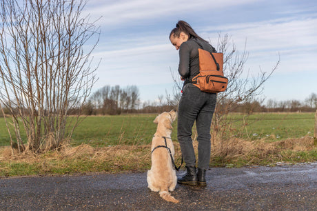 PHO_PRO_DOG_28867-1