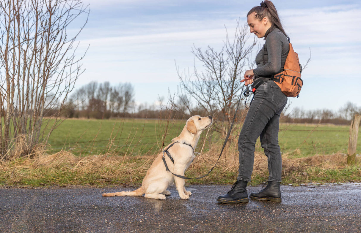 PHO_PRO_DOG_28867-2