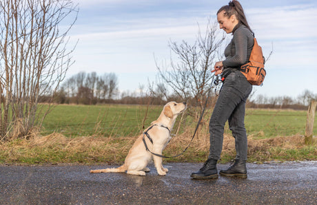 PHO_PRO_DOG_28867-2