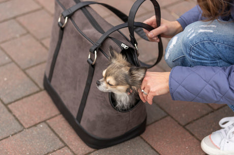 PHO_PRO_DOG_28874-3
