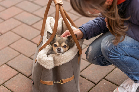 PHO_PRO_DOG_28875-4