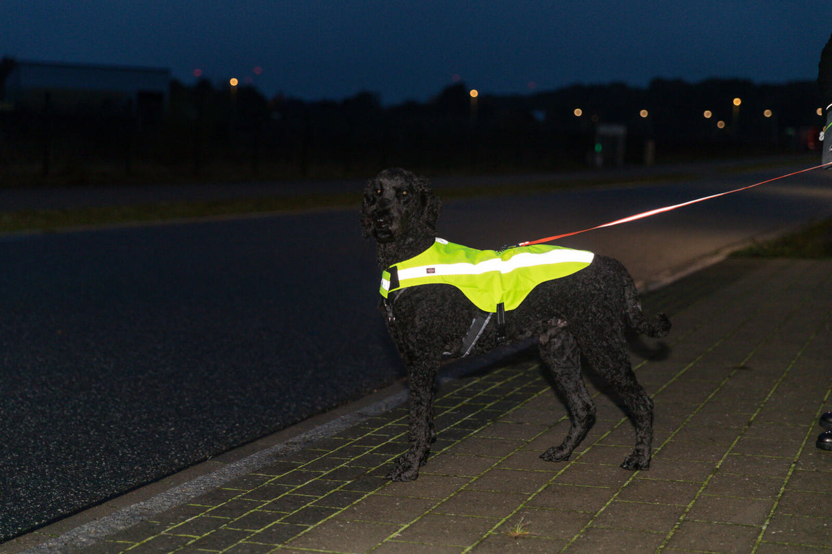 Ein schwarzer Hund trägt eine leuchtend gelbe Weste bei Dunkelheit auf einem Gehweg.