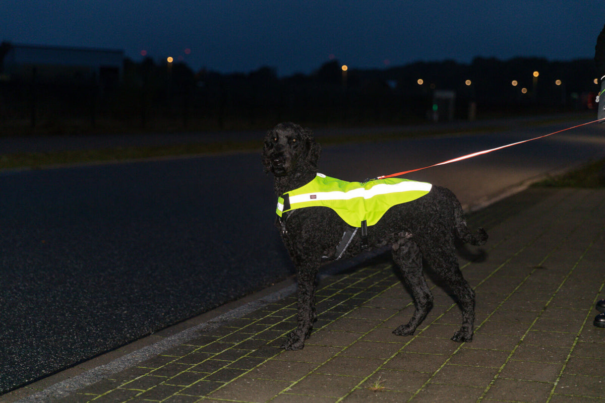 Ein schwarzer Hund trägt eine leuchtend gelbe Weste bei Dunkelheit auf einem Gehweg.