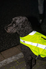 PHO_PRO_DOG_30091-8