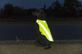 PHO_PRO_DOG_30091-9