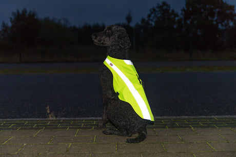 PHO_PRO_DOG_30091-9