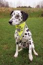 PHO_PRO_DOG_30121-30123-1
