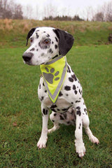 PHO_PRO_DOG_30121-30123-1
