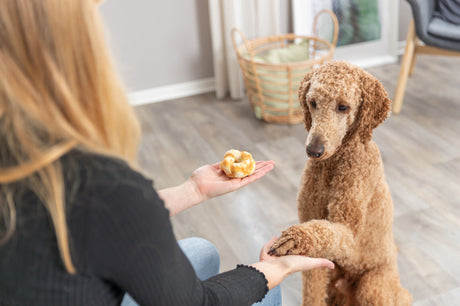 Eine Person gibt einem sitzenden, lockigen Hund ein Leckerli, während sie ihm die Pfote hält.