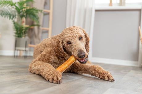PHO_PRO_DOG_31146-2