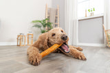 Ein lockiger Hund kaut auf einem orangefarbenen Kauspielzeug, liegend auf einem Holzboden in einem hellen Raum.