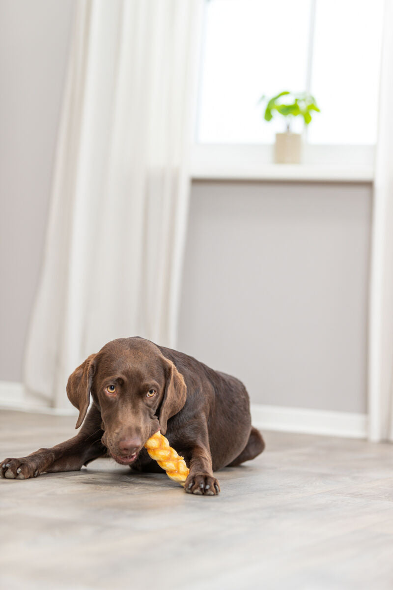 Ein brauner Hund liegt auf einem Holzboden und kaut auf einem gelben Spielzeug, im Hintergrund ist ein Fenster mit Vorhang und Pflanze.