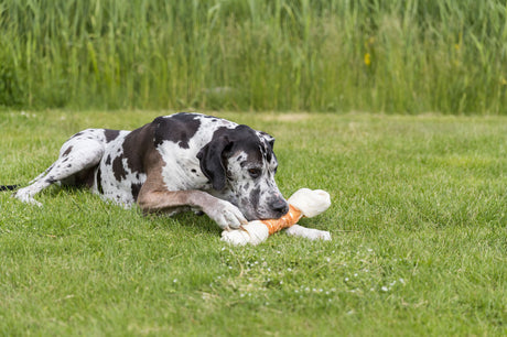 Ein schwarz-weiß gefleckter Hund liegt auf grünem Gras und kaut auf einem großen, weißen Kauspielzeug.