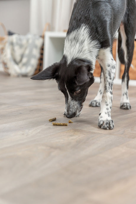 PHO_PRO_DOG_31287-2