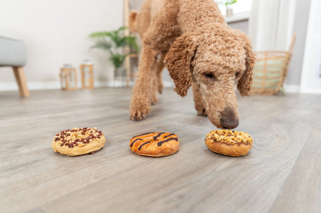 Ein Hund schnuppert an drei Donuts auf einem hellen Holzboden in einem Wohnzimmer mit Pflanzen im Hintergrund.