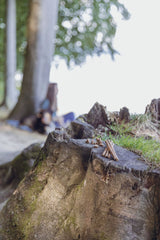 PHO_PRO_DOG_31659-31660-3