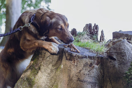 Ein brauner Hund mit Leine schnuppert an mehreren Stöckchen auf einem Baumstumpf im Freien.