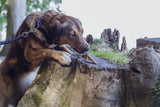 PHO_PRO_DOG_31659-31660-4