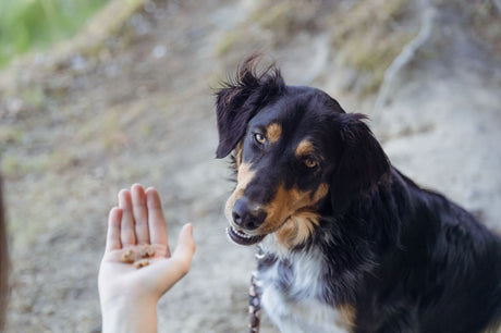 PHO_PRO_DOG_31660-1