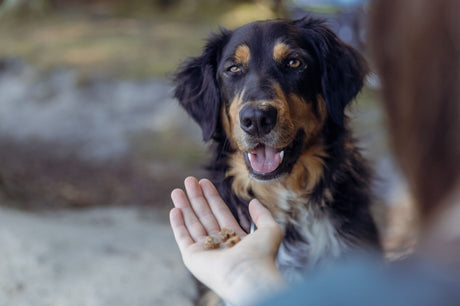PHO_PRO_DOG_31660-2