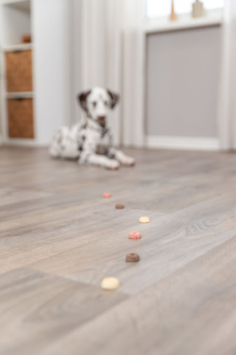 PHO_PRO_DOG_31671-1