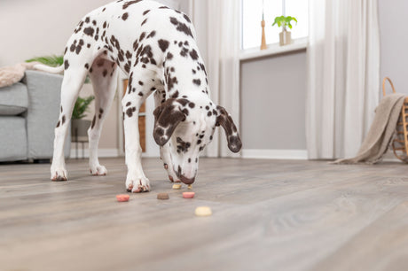 PHO_PRO_DOG_31671-3