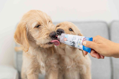 PHO_PRO_DOG_31844-1