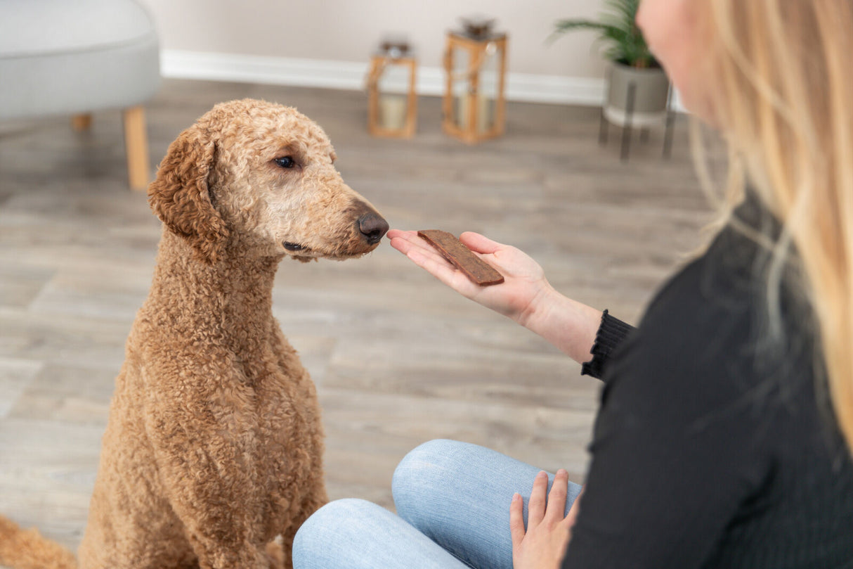 Eine Person bietet einem sitzenden hellbraunen Hund ein Leckerli in einem hellen Raum an.